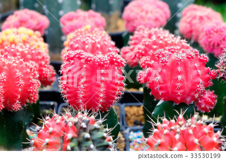 cactus flower close up,gymnocalycium mihanovichii 33530199