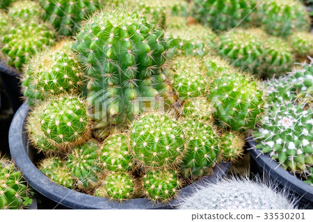 selective focus close-up succulent and cactus 33530201