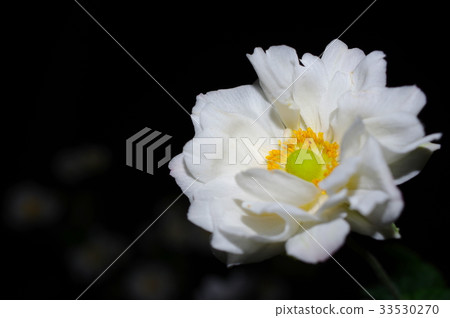 Autumn light chrysanthemum at night (double flowering) Autumn light chrysanthemum at night (double flowering) 33530270