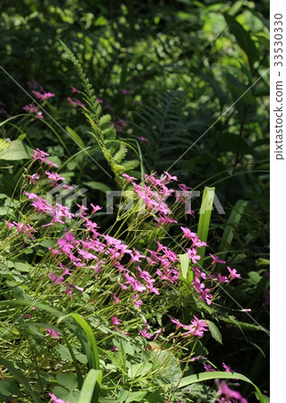 酢漿articulata 33530330