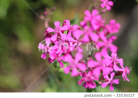 Musi Trinadesico 33530337