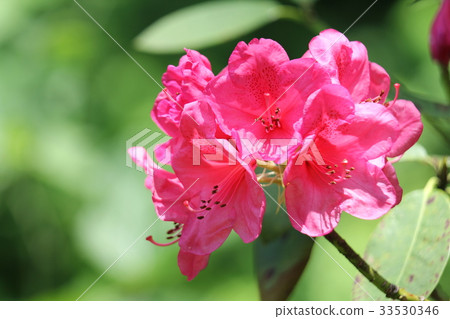 杜鵑 33530346