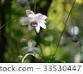 Renge goshoma 33530447