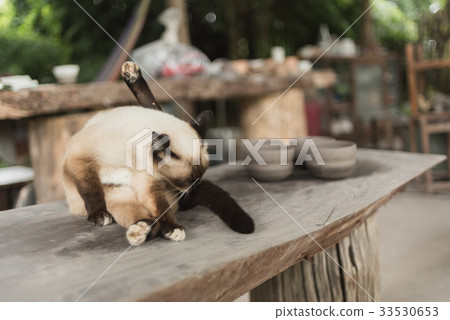 Brown cat lying on wood table Brown cat lying on wood table 33530653