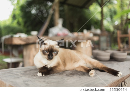 Brown cat lying on wood table 33530654