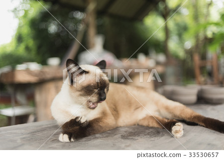 Brown cat lying on wood table Brown cat lying on wood table 33530657