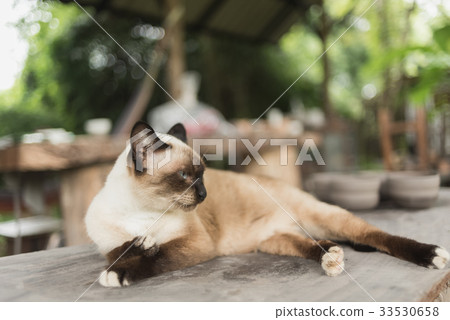 Brown cat lying on wood table Brown cat lying on wood table 33530658