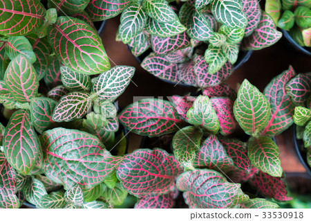 Top view of Green leaf background,selective focus. Top view of Green leaf background,selective focus. 33530918
