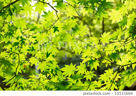 Maple tree Maple tree 33531604