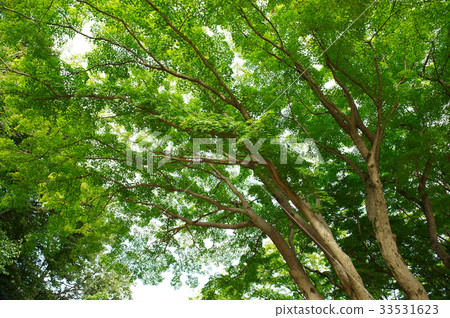 Maple tree Maple tree 33531623