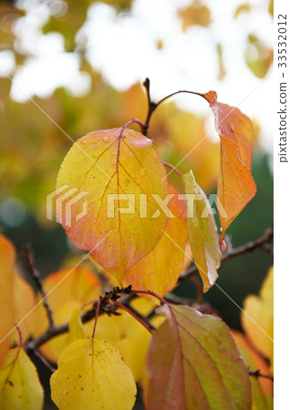 Maple Maple 33532012