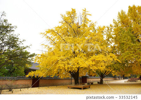 Ginkgo,Gyeongbokgung,Jongno-gu,Seoul Ginkgo,Gyeongbokgung,Jongno-gu,Seoul 33532145
