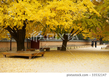 Ginkgo，Gyeongbokgung，Jongno-gu，Seoul 33532147