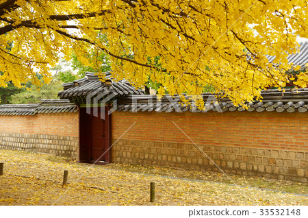 Ginkgo, Gyeongbokgung, Jongno-gu, Seoul Ginkgo, Gyeongbokgung, Jongno-gu, Seoul 33532148