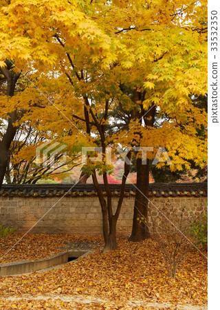 Autumn leaves, Maple trees, Changdeokgung, Jongno-gu, Seoul 33532350