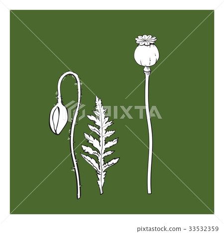Vector poppy flower stem, closed bud leaf set Vector poppy flower stem, closed bud leaf set 33532359