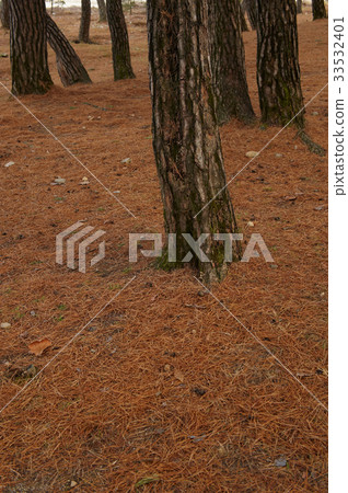 Pine，Seongyeongpo，Yeongwol-gun，江原道 33532401