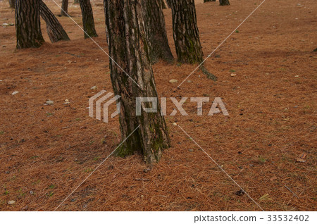 Pine, Seongyeongpo, Yeongwol-gun, Gangwon-do 33532402