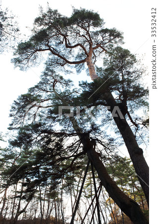 Pine,Seongyeongpo,Yeongwol-gun,江原道 Pine,Seongyeongpo,Yeongwol-gun,江原道 33532412