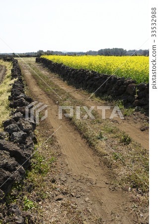 Rapeseed field, Jeju island 33532988