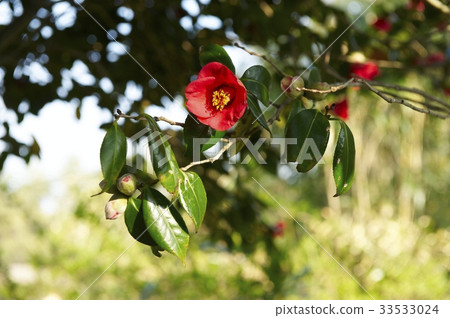 Camellia 33533024