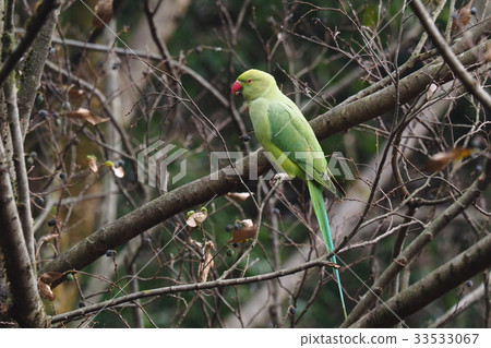 Rose-ringed Parakeet 33533067