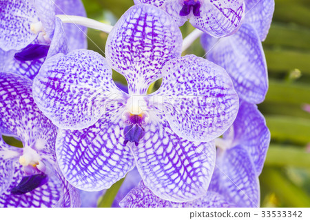 Orchid Orchid 33533342
