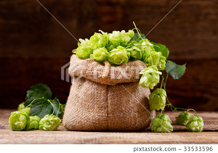 Fresh green hops in sack Fresh green hops in sack 33533596