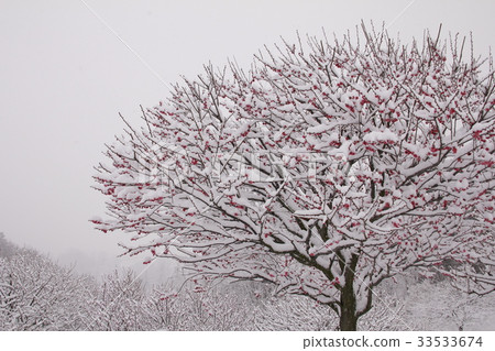 Red hot spring in the snow 33533674
