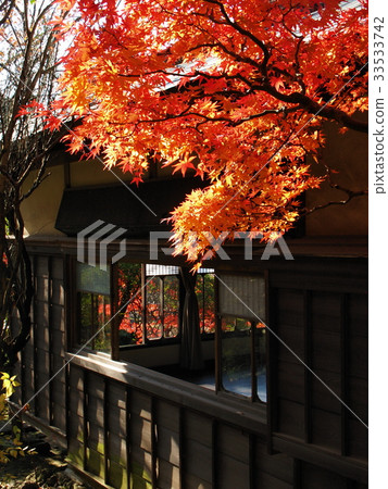 Autumn leaves shine over Taisho Glass 33533742