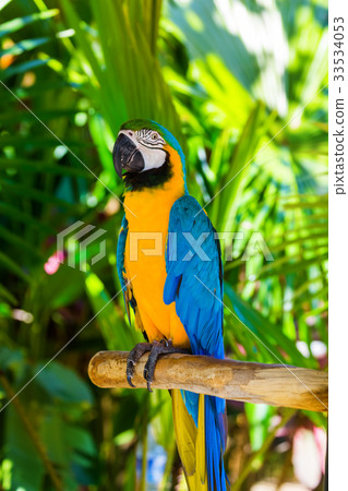 Parrot in Bali Island Indonesia 33534053