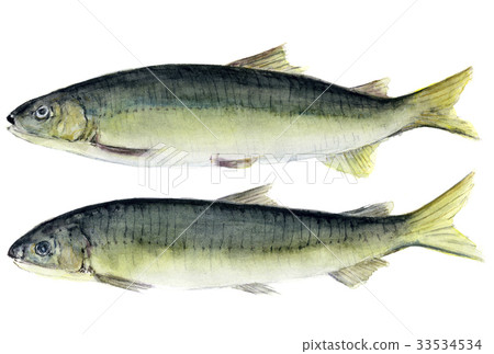 Ayu - Stock Illustration [33534534] - PIXTA