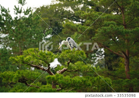 Pine and bush in Kinkakuji grounds 33535098