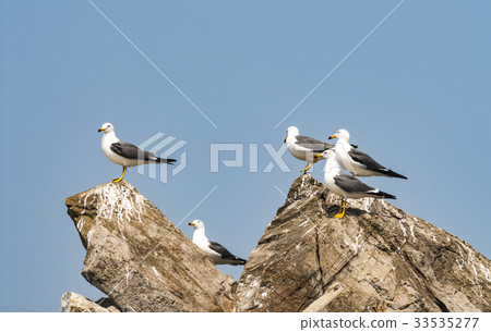 Seagull 33535277