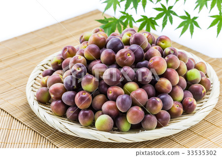 Koume小粒白梅 Koume小粒白梅 33535302