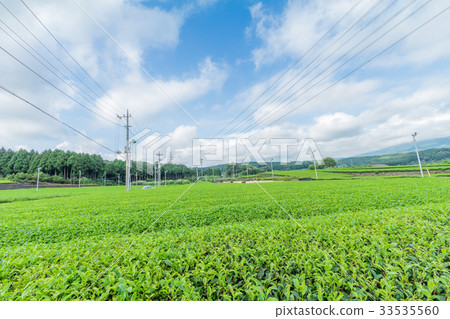 Fresh green tea farm in spring 33535560