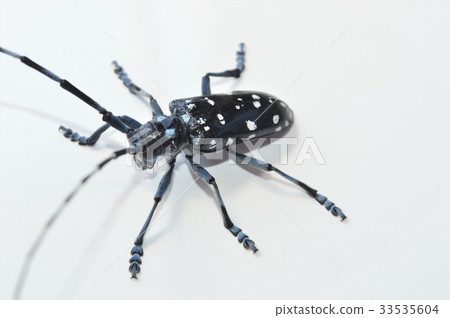 Gomadara kamikiri white background 33535604