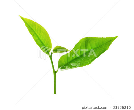 Green tea leaf isolated on white background. Green tea leaf isolated on white background. 33536210