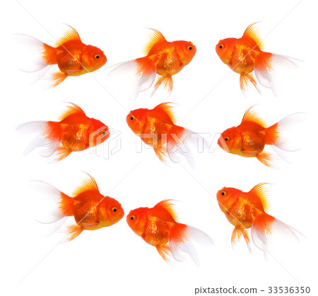 Gold fish on a white background Gold fish on a white background 33536350