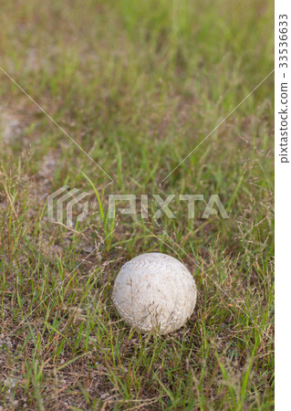 Forgotten baseball ball Forgotten baseball ball 33536633