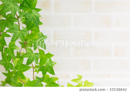 Ivy and brick wall background Ivy and brick wall background 33536642