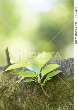 Eco新綠色背景 Eco新綠色背景 33536902