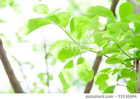 Eco新綠色背景 33536904