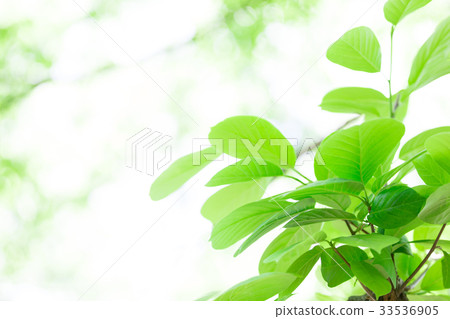 Eco新綠色背景 33536905