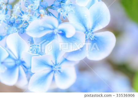 Hydrangea variety (Mizunagidori) 33536906