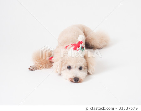Toy poodle wearing a hat of Santa Claus Toy poodle wearing a hat of Santa Claus 33537579
