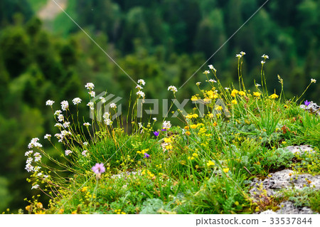 Scenic view of mountain meadow Scenic view of mountain meadow 33537844