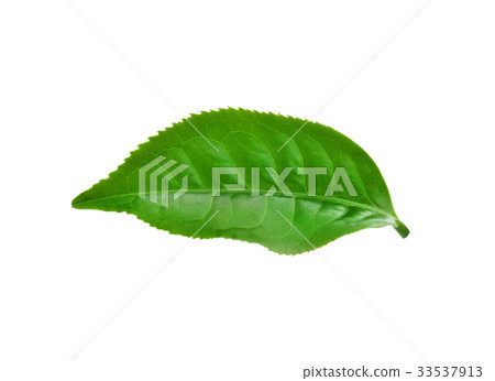 Green tea leaf isolated on white background. 33537913