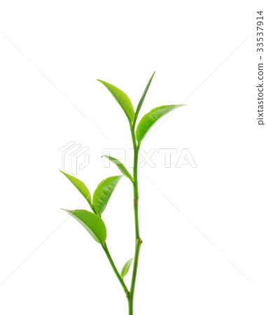 Green tea leaf isolated on white background. 33537914
