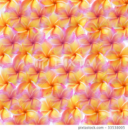 colorful plumeria flower colorful plumeria flower 33538005